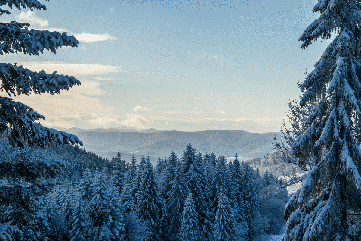 Green Pine Trees. Shot by AS Photography on Pexels.